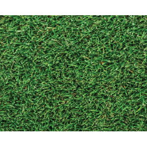 Augusta Zoysia Turf