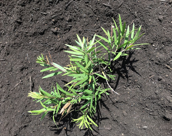 Organic Mix Bulkabag - Image 4