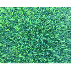 Empire Zoysia Turf