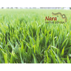 Nara Zoysia Turf