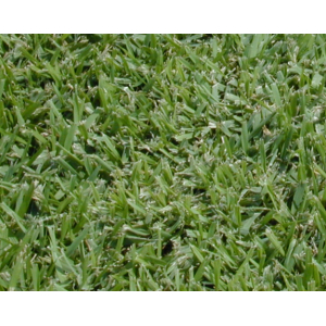 Palmetto Buffalo Turf