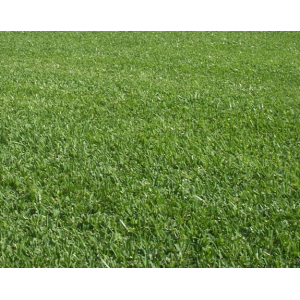 Sapphire Buffalo Turf