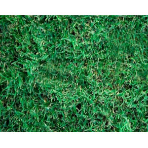 Wintergreen Couch Turf